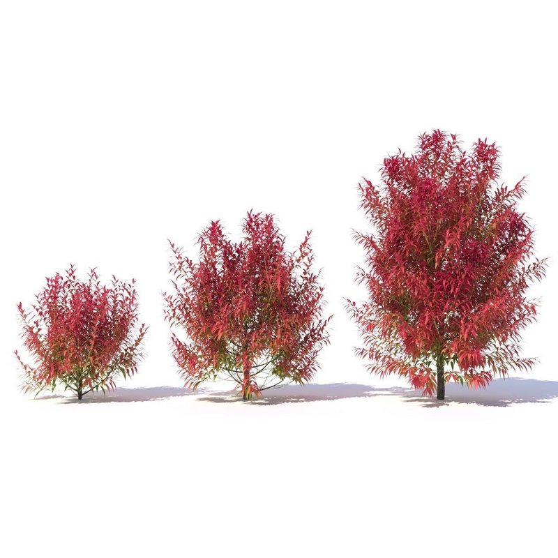 Callistemon Salignus ‘Great Balls Of Fire’ - Image 2