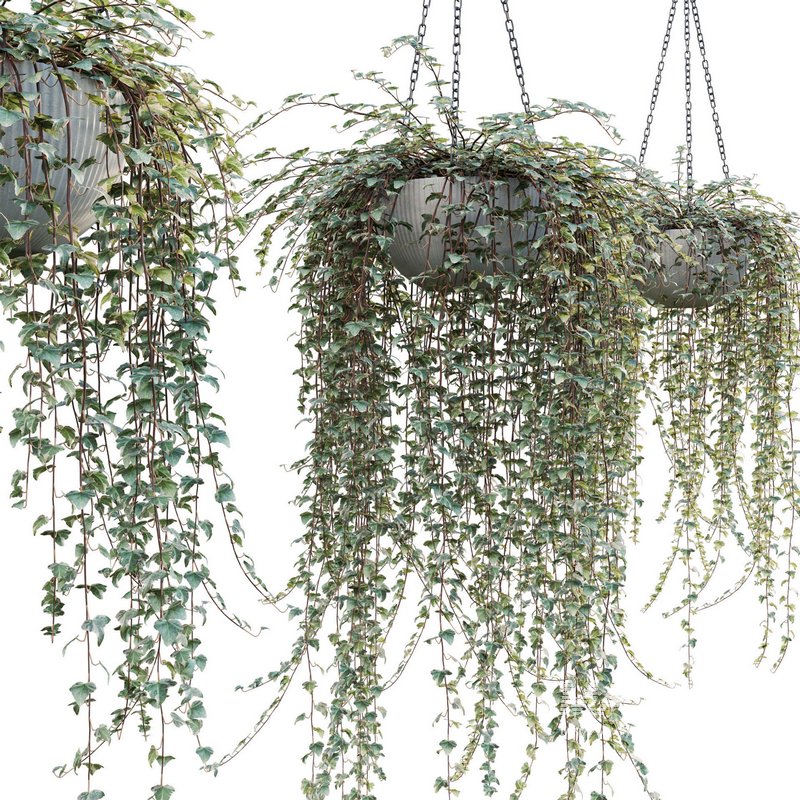 Hedera algeriensis – Algerian Ivy 01 - Image 2