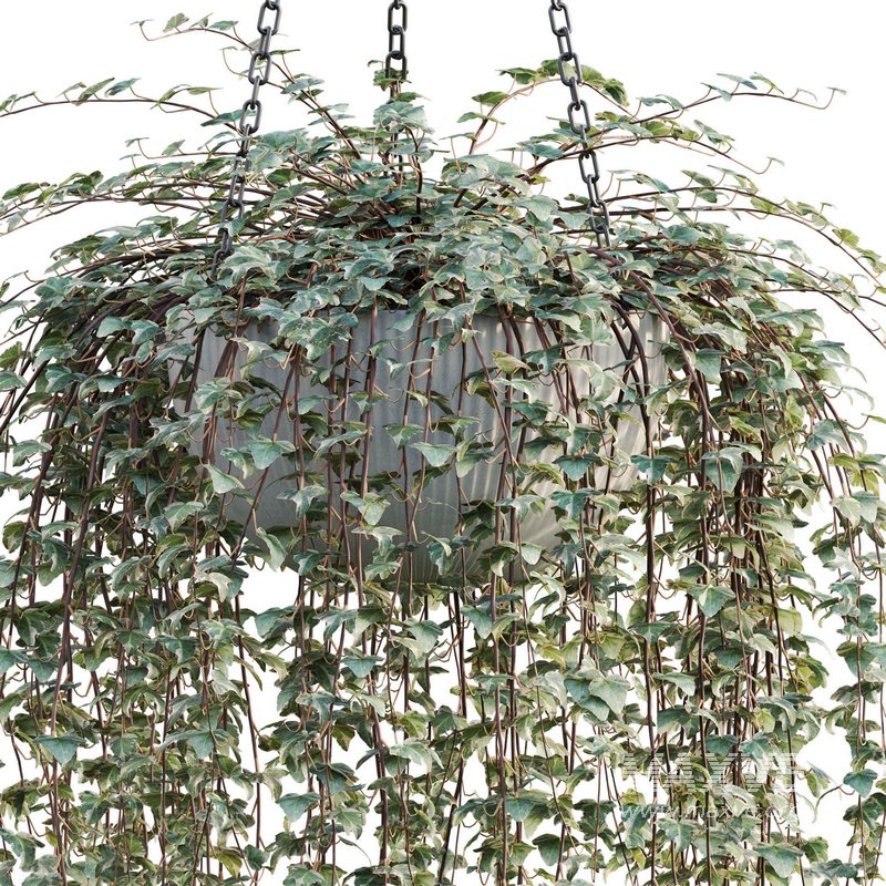 Hedera algeriensis – Algerian Ivy 01 - Image 3