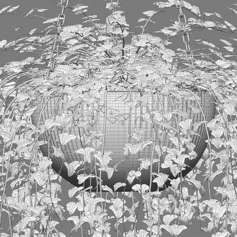 Hedera algeriensis – Algerian Ivy 01 - Image 4