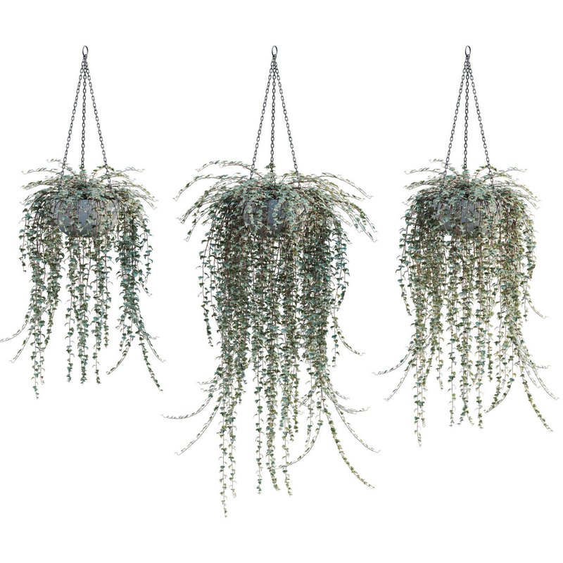 Hedera algeriensis – Algerian Ivy 01 - Image 1