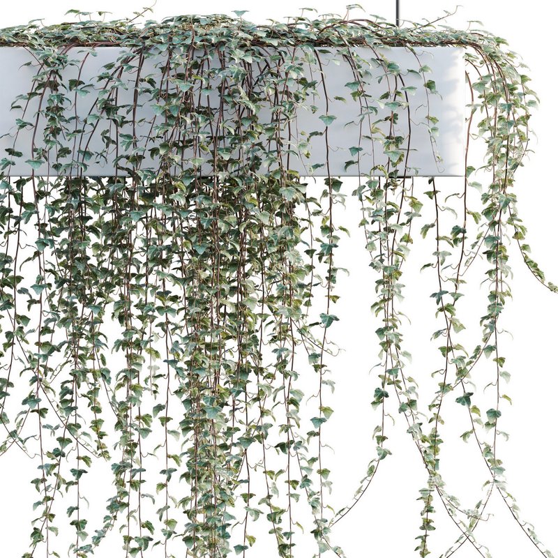 Hedera algeriensis – Algerian Ivy 01 - Image 3