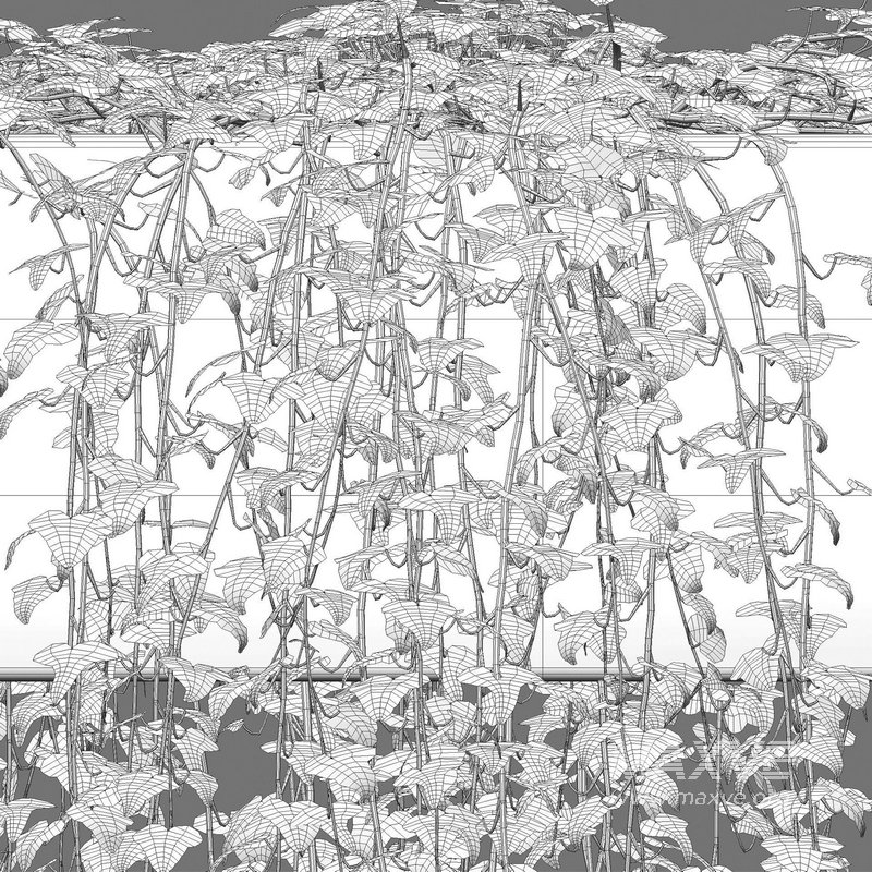 Hedera algeriensis – Algerian Ivy 01 - Image 4