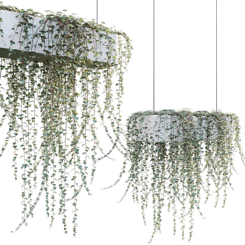 Hedera algeriensis – Algerian Ivy 01 - Image 2