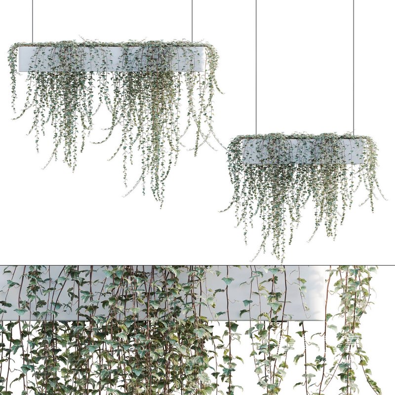 Hedera algeriensis – Algerian Ivy 01 - Image 1