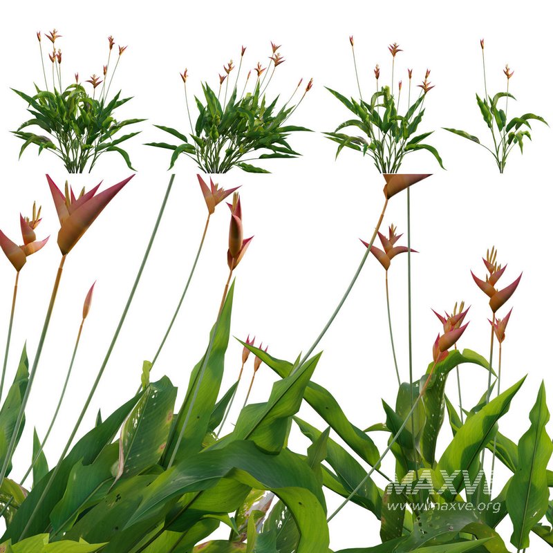 Heliconia psittacorum – Parrot Heliconia - Image 1