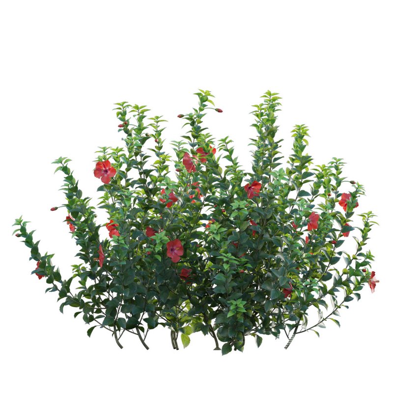 Hibiscus rosa – Chinese hibiscus - Image 2