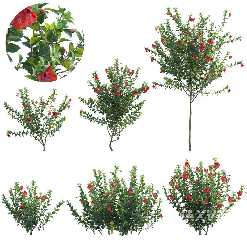 Hibiscus rosa – Chinese hibiscus - Image 1