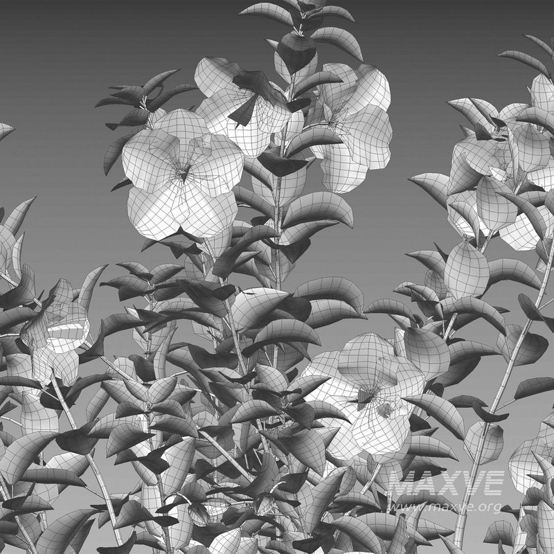 Hibiscus rosa – Chinese hibiscus - Image 5