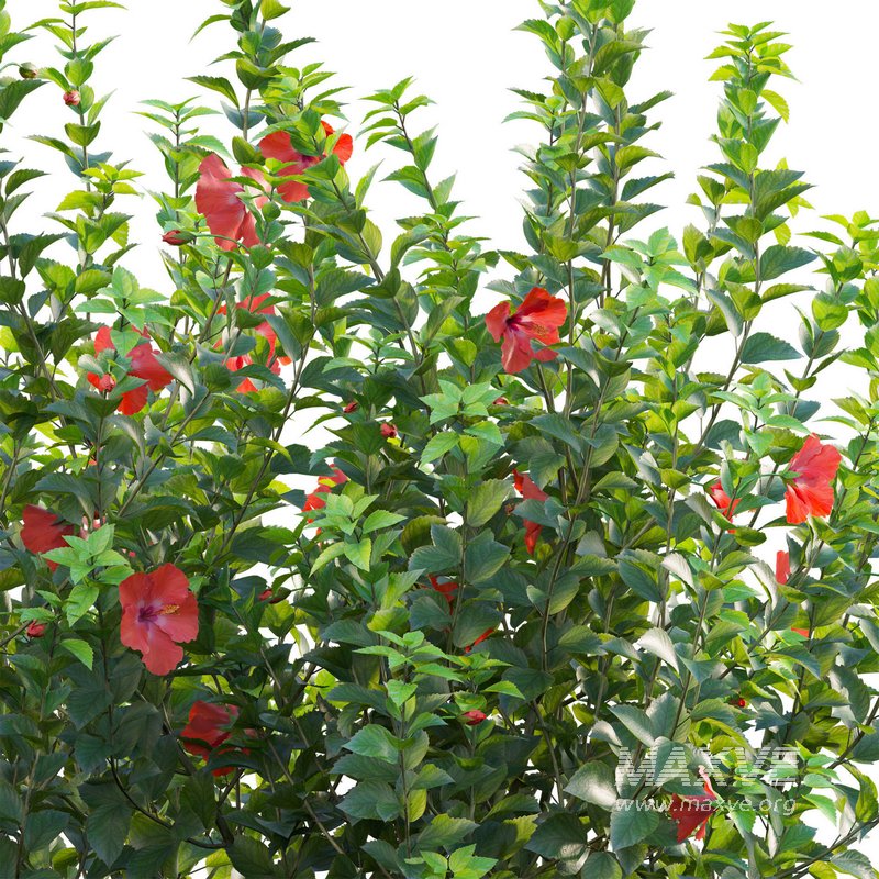 Hibiscus rosa – Chinese hibiscus - Image 3