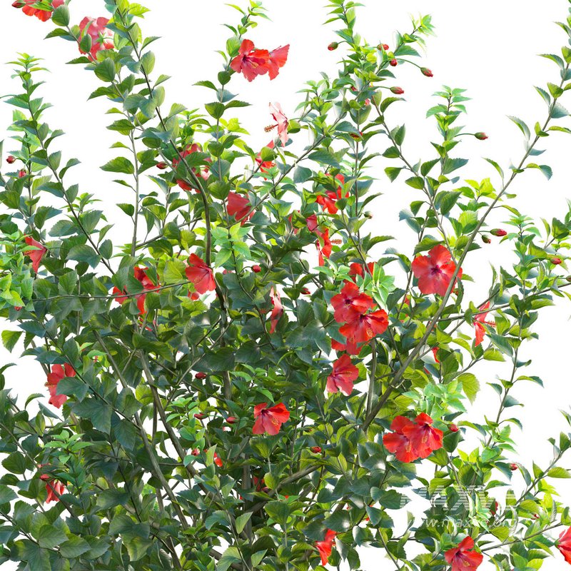 Hibiscus rosa – Chinese hibiscus - Image 4