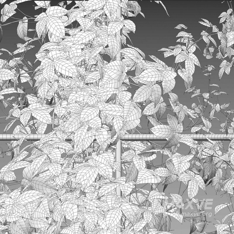 Humulus lupulus 02 - Image 4