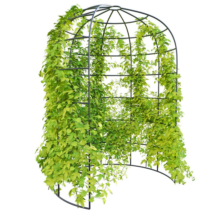 Humulus lupulus 02 - Image 2