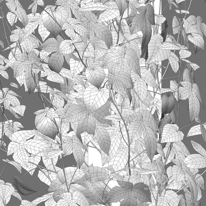 Humulus lupulus 03 - Image 4