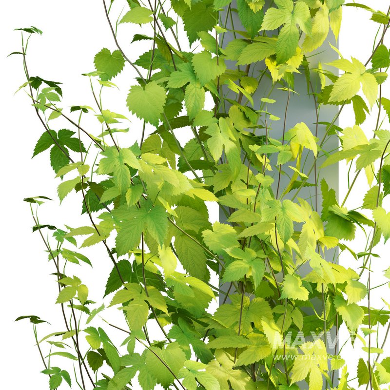 Humulus lupulus 03 - Image 3