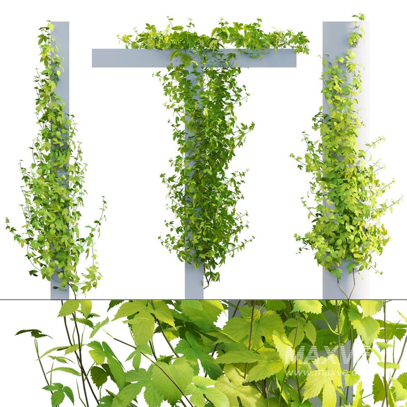 Humulus lupulus 03 - Image 1