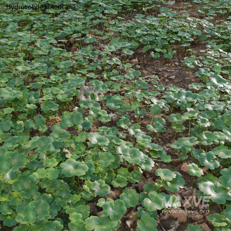 Hydrocotyle americana grass - Image 2