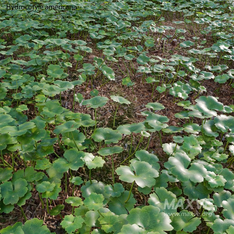Hydrocotyle americana grass - Image 3