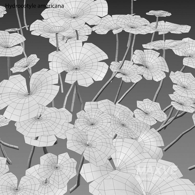 Hydrocotyle americana grass - Image 4