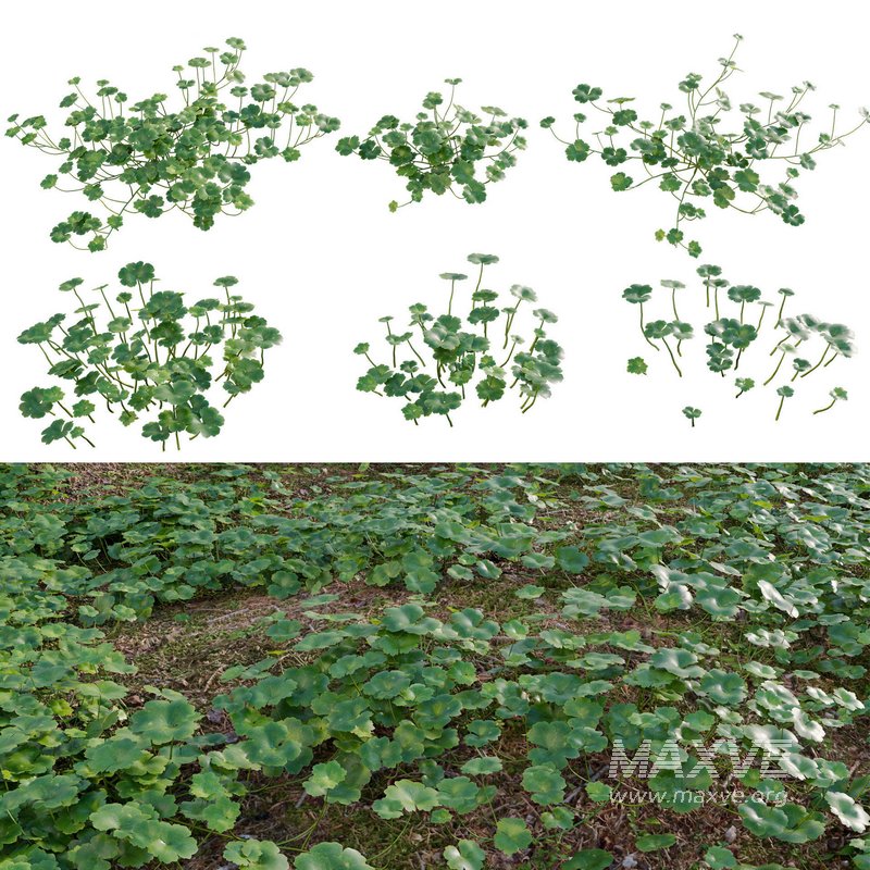 Hydrocotyle americana grass - Image 1