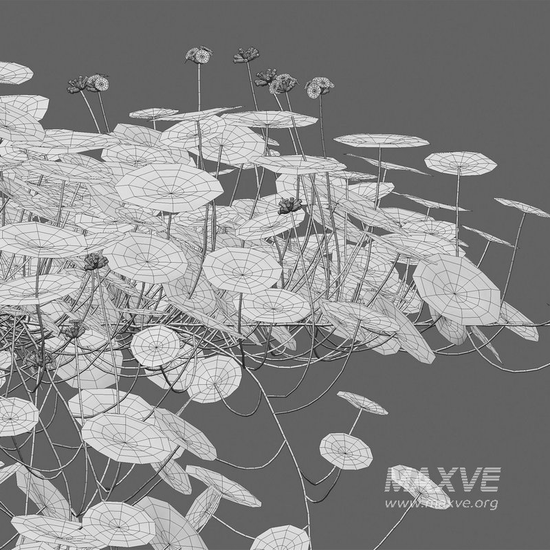 Hydrocotyle prolifera – Whorled marsh pennywort 02 - Image 3