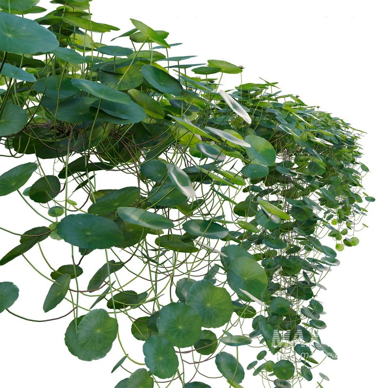 Hydrocotyle prolifera – Whorled marsh pennywort 02 - Image 2