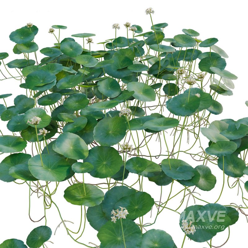 Hydrocotyle prolifera – Whorled marsh pennywort - Image 2