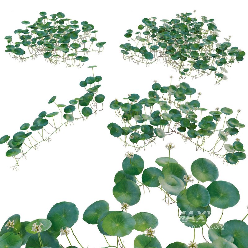 Hydrocotyle prolifera – Whorled marsh pennywort - Image 1