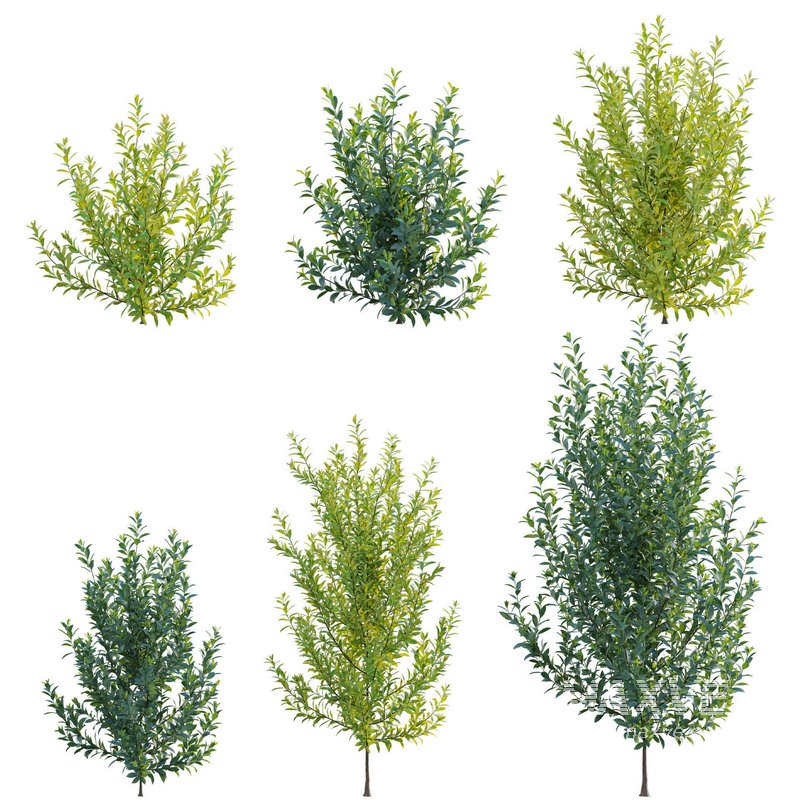 Illicium Parviflorum – Florida Sunshine - Image 1