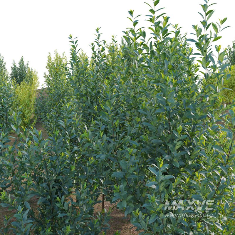 Illicium Parviflorum – Florida Sunshine - Image 2