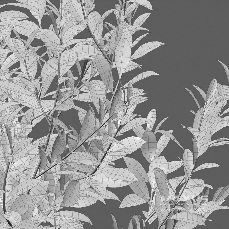 Illicium Parviflorum – Florida Sunshine - Image 4