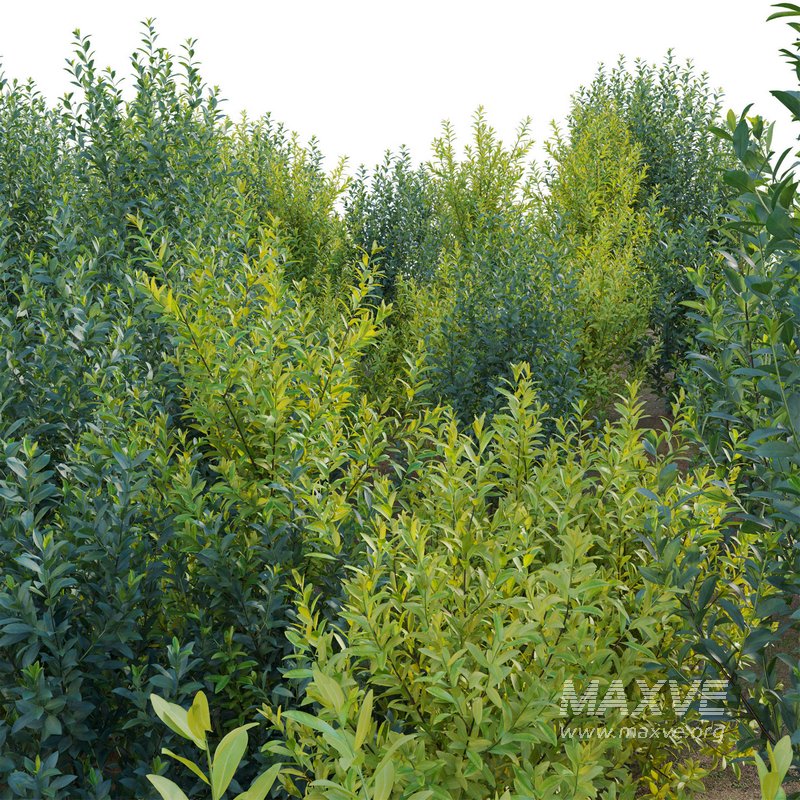 Illicium Parviflorum – Florida Sunshine - Image 3