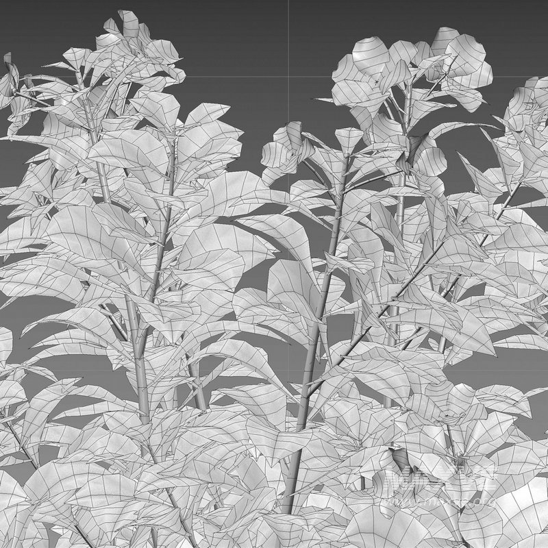 Impatiens walleriana – Busy Lizzie - Image 4