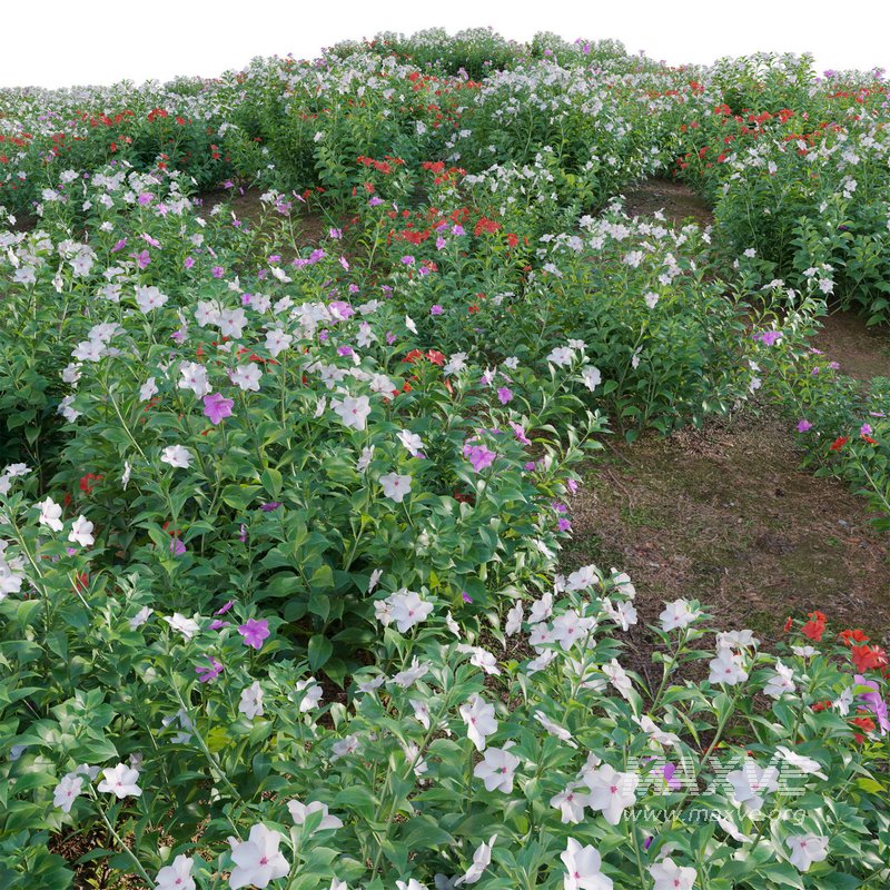 Impatiens walleriana – Busy Lizzie - Image 3