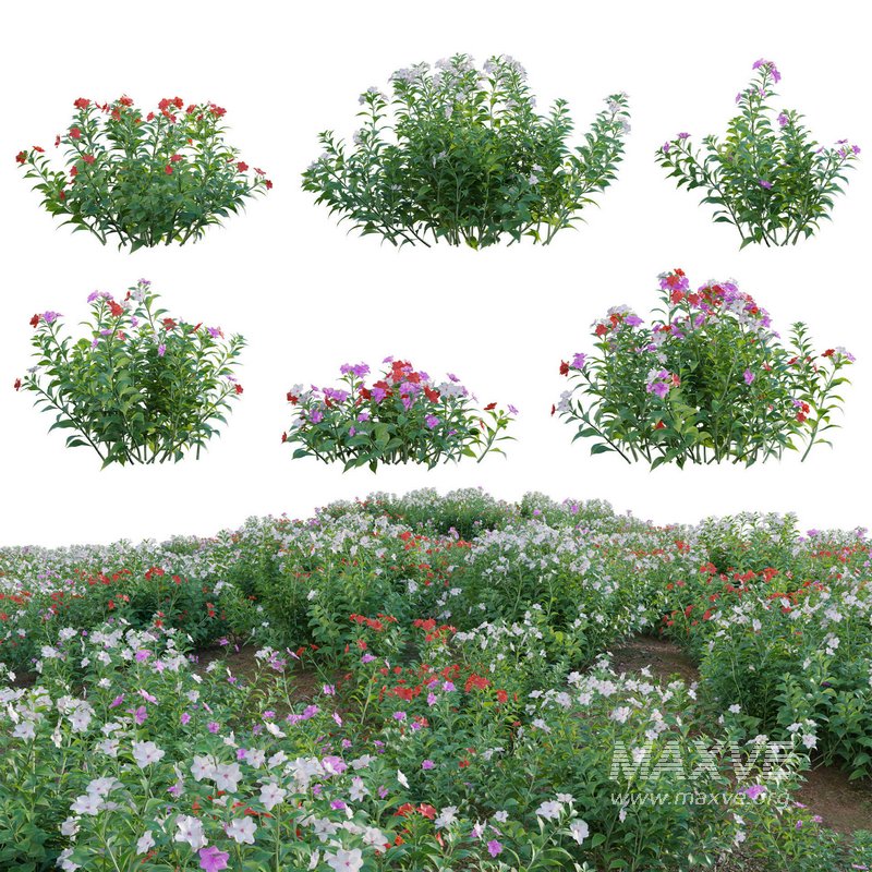 Impatiens walleriana – Busy Lizzie - Image 1