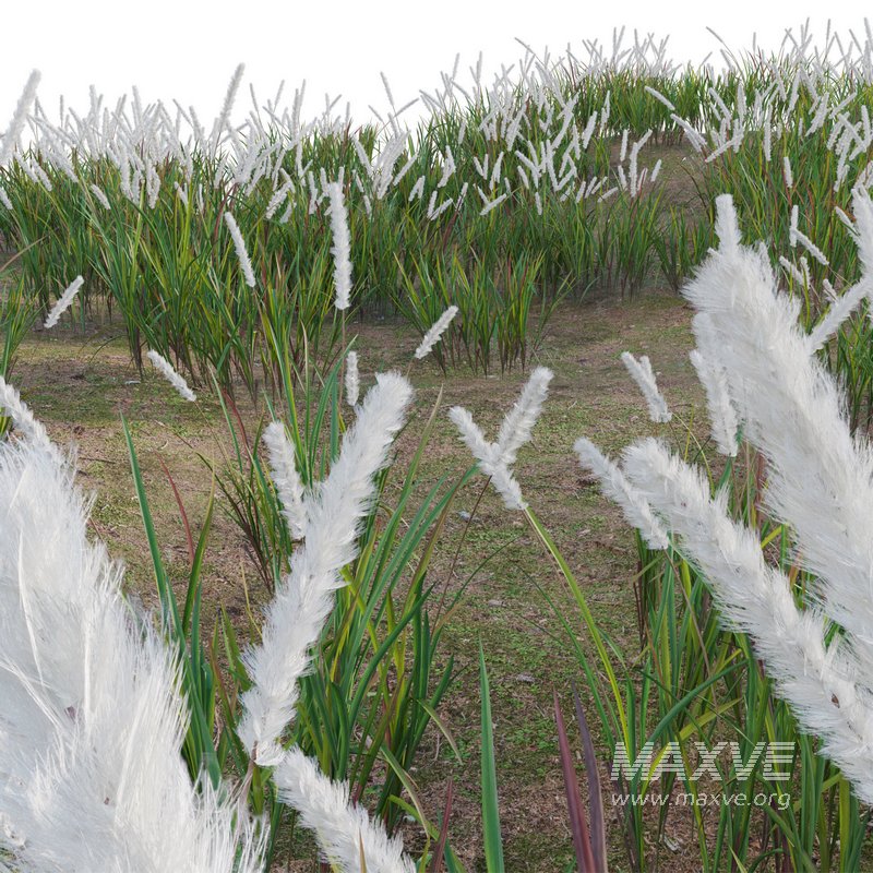 Imperata cylindrica – Cogongrass - Image 4