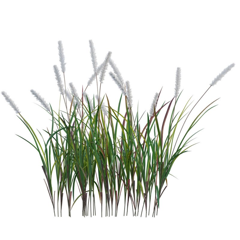 Imperata cylindrica – Cogongrass - Image 2