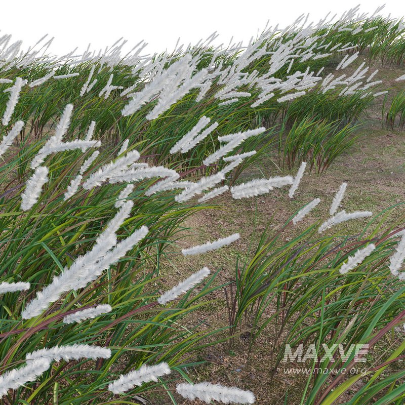 Imperata cylindrica – Cogongrass - Image 3