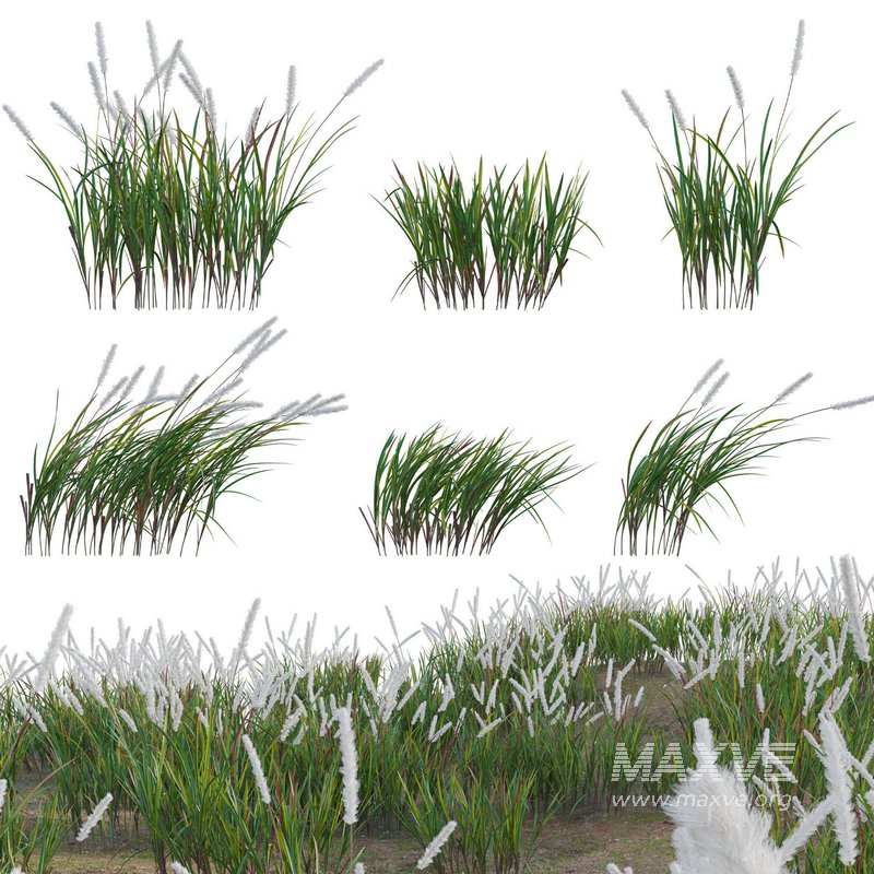 Imperata cylindrica – Cogongrass - Image 1
