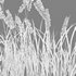 Imperata cylindrica – Cogongrass - Thumbnail 5