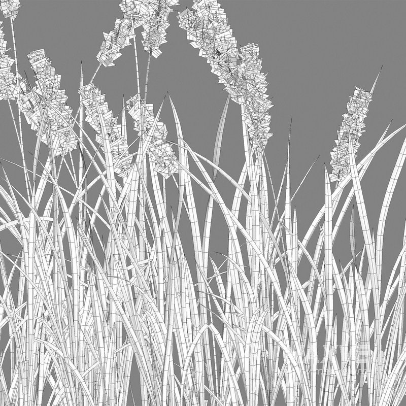 Imperata cylindrica – Cogongrass - Image 5