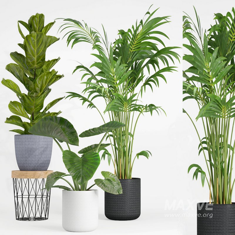 indoor plant set001 - Image 1