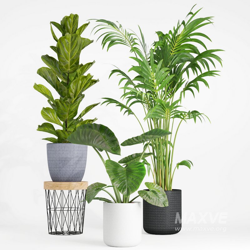 indoor plant set001 - Image 2