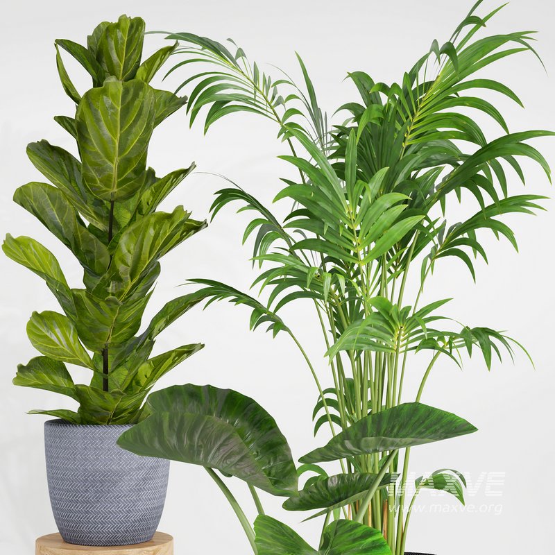 indoor plant set001 - Image 3
