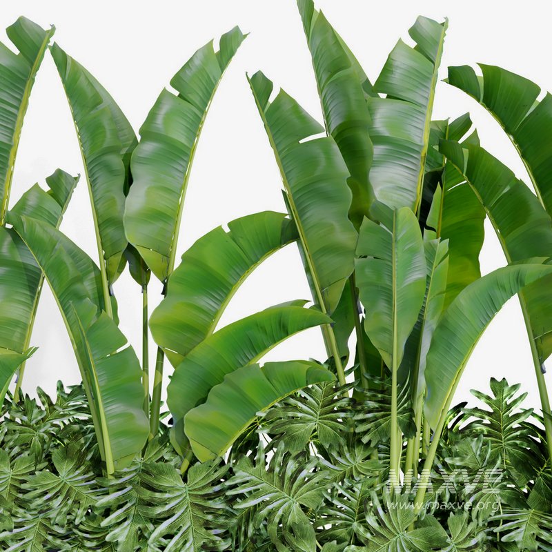 indoor plant set003 - Image 3