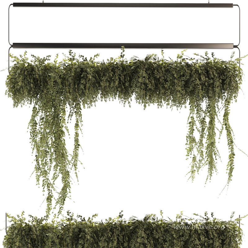 Indoor Plants-Ivy Plant-set-52 - Image 2