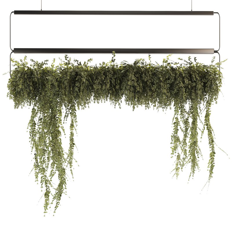 Indoor Plants-Ivy Plant-set-52 - Image 3