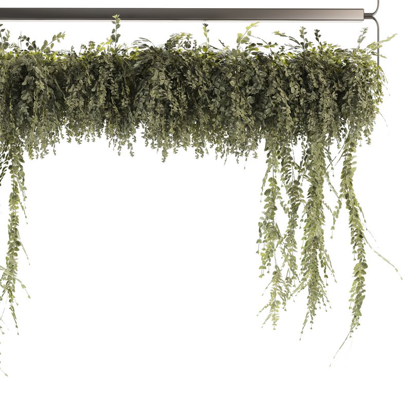 Indoor Plants-Ivy Plant-set-52 - Image 4