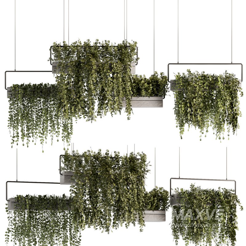 Indoorplants- Hanging Plants – Set-54 - Image 1