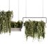 Indoorplants- Hanging Plants – Set-54 - Thumbnail 3